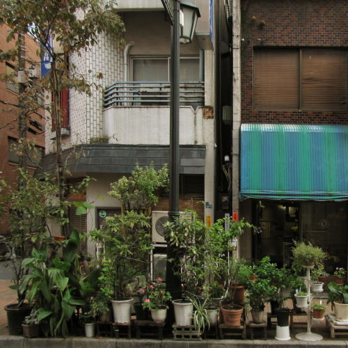 uroko:urban plants
