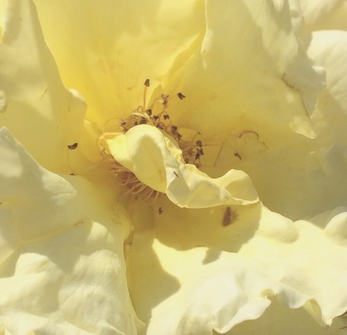 malnedott:a bee + yellow roses