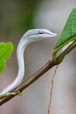 creatures-alive:  Oriental whip snake by