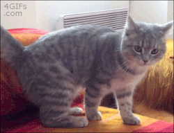 awwww-cute:  Oh my god I have a tail!