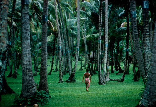 unrar:Tahiti 1960. A man going to gather copra from coconut trees. The metal bands on the trees fend