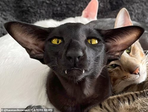 What Kind Of Cat Would Callie Be