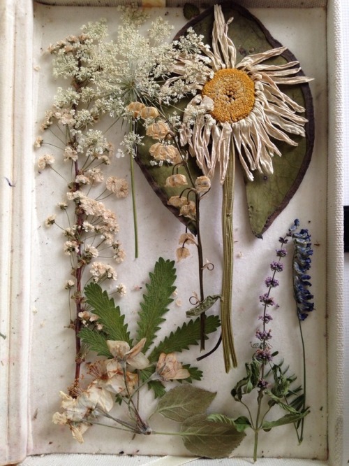 floralwaterwitch - Some of the flowers I’ve dried and pressed...