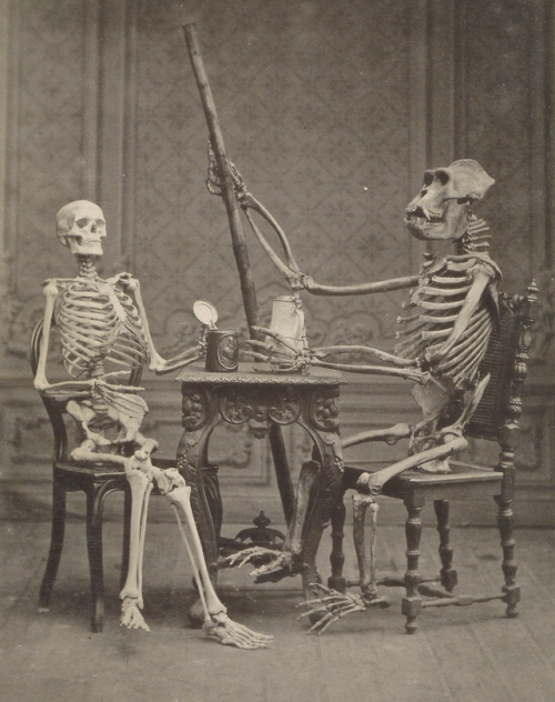 Staging of human and gorilla skeletons by Carl Huth, 1878