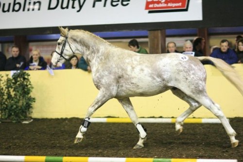 all-the-horses: Adagio IIIndoctro x MeaDutch Warmblood, Stallion16.1hhBorn 2005