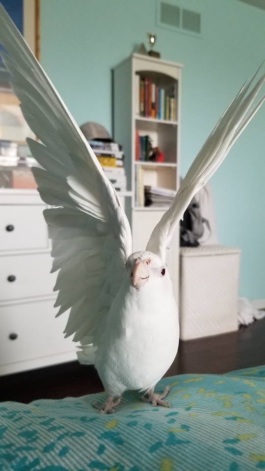 An Angel.