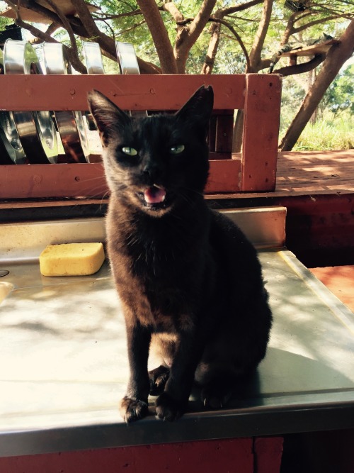 Signal Boost for The Lanai Cat Sanctuary I had the pleasure of visiting the Lanai Cat Sanctuary last
