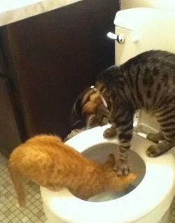 cute-overload:  Giving “Curiosity” A Pushhttp://cute-overload.tumblr.com