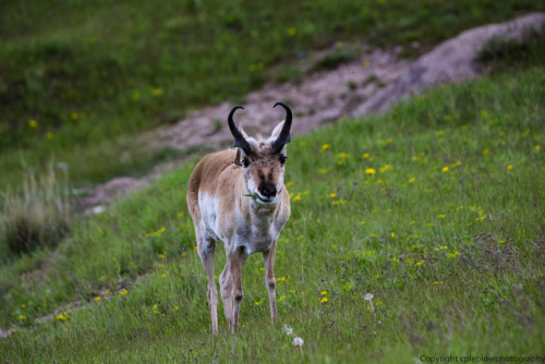 cpleblow: Pronghorn not an antelope by cpleblow These jump through our field area all the time