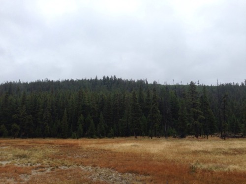 treetalks:Yellowstone National Park, Wyoming. September 2017.