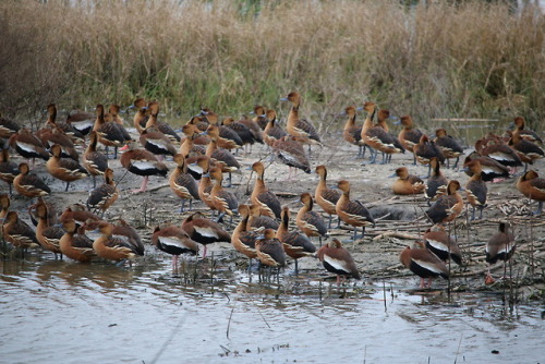 Both Fulvous AND Black-bellied Whistling Ducks together at Anahuac National Wildlife Refuge in Texas