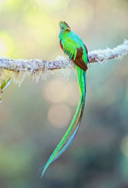 fairy-wren:  resplendent quetzal (photo by