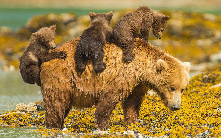 allcreatures:  Picture: Jon Langeland/Solent News &amp; Photo Agency (via Pictures