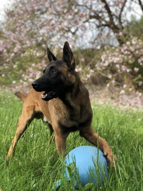 doggopupperforpres:1.5 year old Belgian Malinois, Bowie