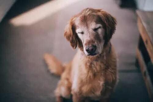 babyanimalgifs:  Old dogs are cute too