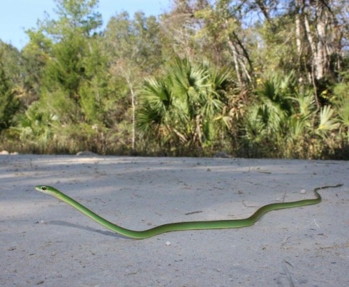 Florida Rough Green Snake (Opheodrys aestivus carinatus) #herping #florida #nature #wildlife #fieldh