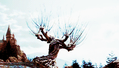 shoother:  harry potter + seasons 