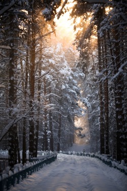 unwrittennature:   Snow road  by Terroplis