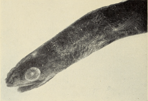 nemfrog:Dericthys serpentinus, Longneck eel. Zoologica. 1935. Internet Archive
