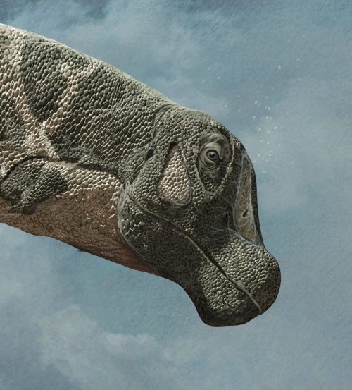 “The biggest dinosaurs ever discovered”, Quo Magazine November 2014, infographic by Rom&