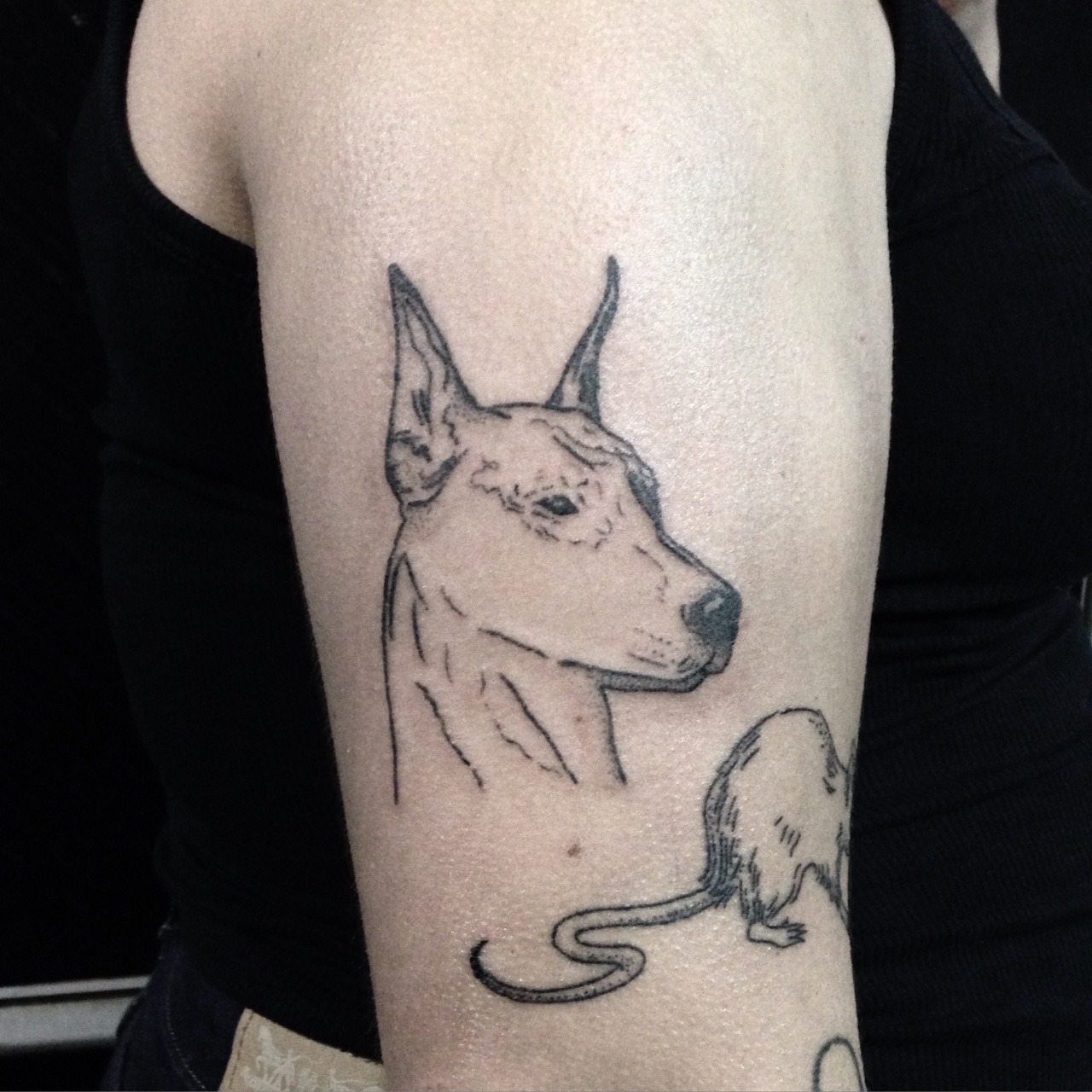 🖤 Blackwork Doberman Tattoo By Merlins.tattoos #tattuba #tattoo  #tattooartist #shorts #doberman - YouTube