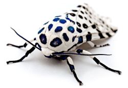 cool-critters: Giant leopard moth (Hypercompe scribonia) The giant leopard moth is a moth of the family Erebidae. It is distributed throughout the Americas from southern Ontario, and southern and eastern United States through New England, Mexico and down