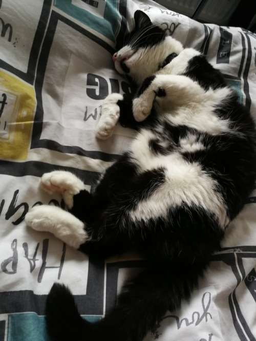 Sleepy Kitty