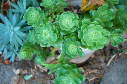 XXX flora-file:  succulents in my garden (by photo