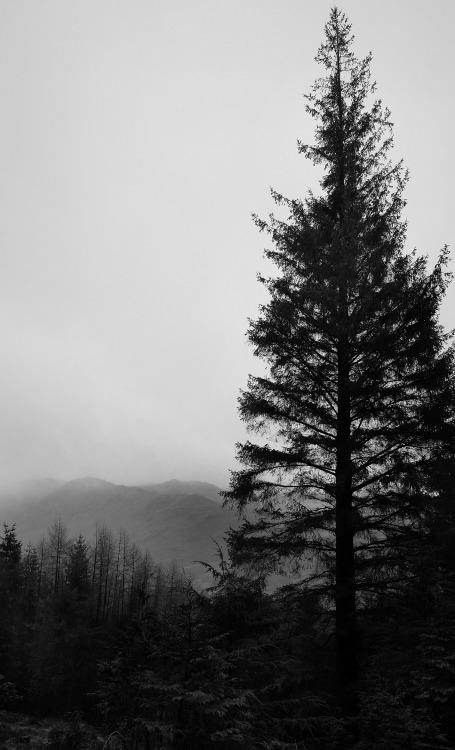 Lake District Forest, Cumbria, 15.1.17.