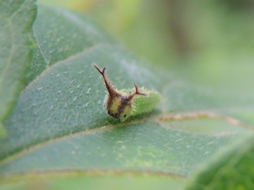 end0skeletal: The Japanese emperor or great purple emperor (Sasakia charonda), is a species of butte