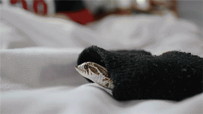 pretzel-the-hognose:   [X]  Pretzel loves investigating socks, but this one he just didn’t want to leave!  After much pestering, he did stick his head out to give me a sulky look, but promptly returned to his cosy snuggling place afterwards.  tssssssss