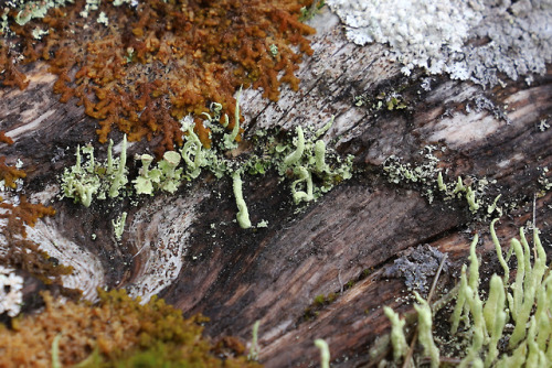 Lichens.