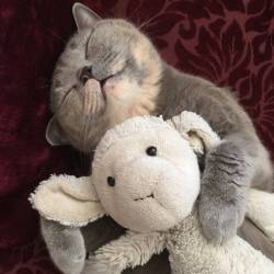 animal-factbook:  Cats need cuddle buddies