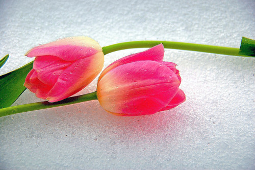 TULIPS ON SNOW ..LONGING FOR SPRING by Weirena on Flickr.
