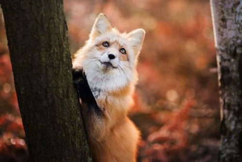 landscape-photo-graphy: Young Photographer Highlights a Playful Fox Named Freya Poland based young 