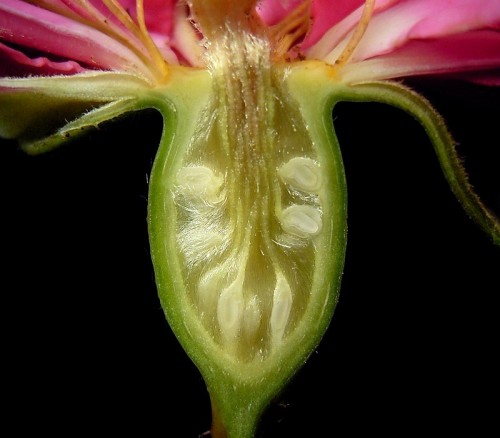 This is the cross-section of a rose hip, the fruit that forms at the base of a rose. Many are edible and are used in everything from jellies to teas. This type of anatomy is called an inferior ovary, where the ovary sits below the other parts of the...