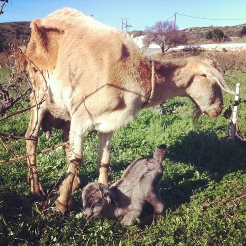Finally! Mama #goat had triplets. Unfortunately, only one survived. #babysfirststeps #dimitrisfarm #