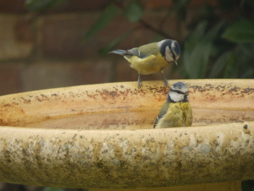 garden birds