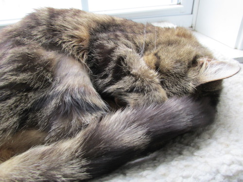 pairofplants:  This is Lucy napping in ball formation, featuring her paw covering her eyes :)