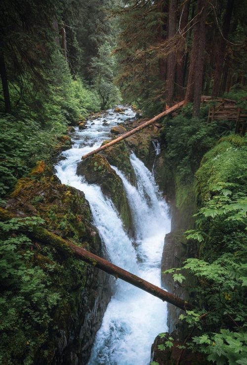 j-k-i-ng: “A walk in a lush forest can soothe your soul“ by | Alberth YangSol Duc Falls, Washington