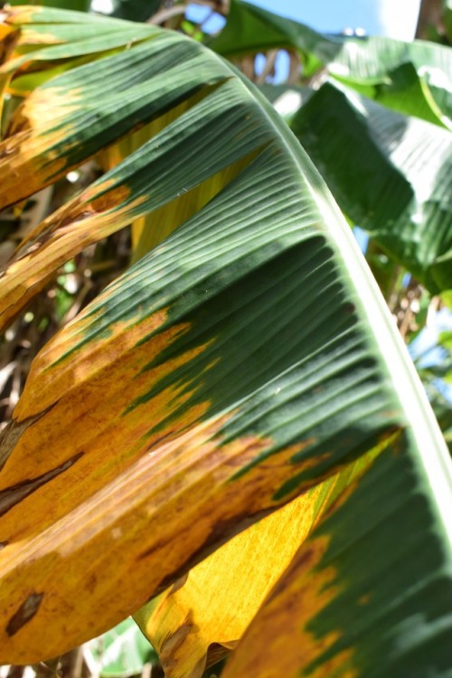 isla-bohemia: Life and Death of a Banana Leaf St.Croix| USVI