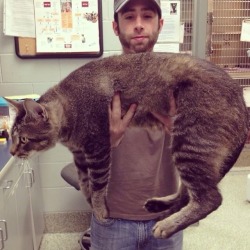 the-mann-people: fuckery-intensifies:  tyrannosaurus-rex:  mirthandir:  necrophilofthefuture:  Meet Pickles, aka “Catosaurus.” He was rescued in Boston and he’s over 3 feet long.   BIG BOY    Huge motherfucker   In awe at the size of this lad 