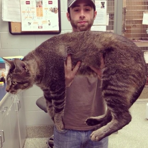 berrystumpytail:  necrophilofthefuture:  Meet Pickles, aka “Catosaurus.” He was rescued in Boston and he’s over 3 feet long.  Bitch please that’s Tigerstar 