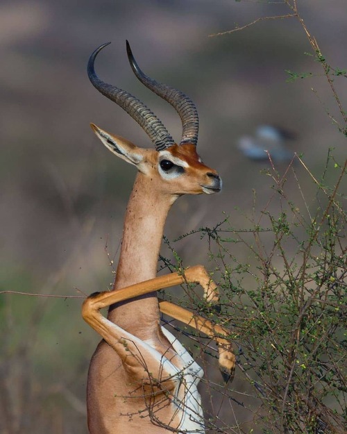 drtanner: commander-ledi:  prrb:  trashzy: Gerenuk i hate that they can move their limbs like that s