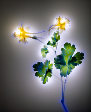 sixpenceee:  Robert Buelteman is not your average nature photographer. The California-based