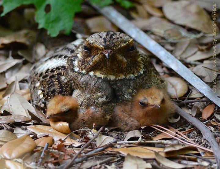 rhamphotheca:
“ ABC Bird of the Week: Chuck-Will’s-Widow
Chuck-will’s-widow belongs to a family of birds with the folk name “goatsuckers.” The family name, Caprimulgidae, literally means “milker of goats” and is based on an ancient belief that the...