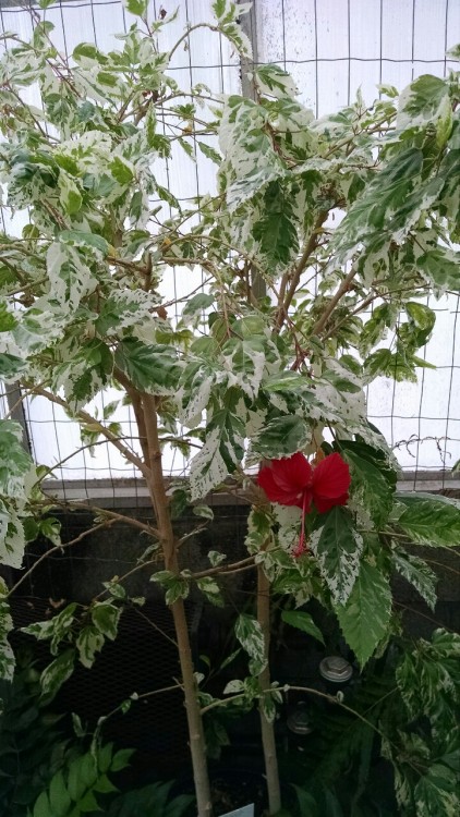 10/9/16: hibiscus “Snow Queen”; a flowering shrub whose exact scientific name I was not able to teas