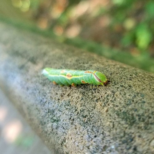 Some little caterpillars #caterpillar #summer #dunesnationalpark #nature #insect #cute (at West Beac