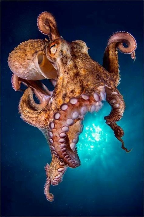 the-sea-my-soul:These creatures fascinate me🐙