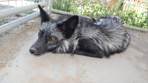 Moxxi the silver fox being an absolute sweetheart, definitely one of the sweetest foxes I ever met. 